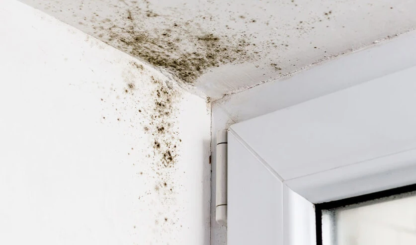 Svartmögel i tak och hörn vid fönster – orsakat av hög luftfuktighet och dålig ventilation